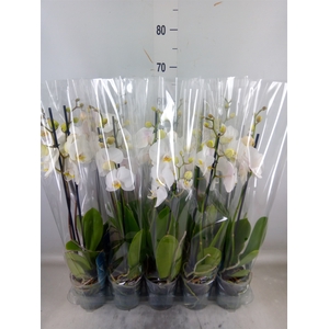 Phalaenopsis   ...