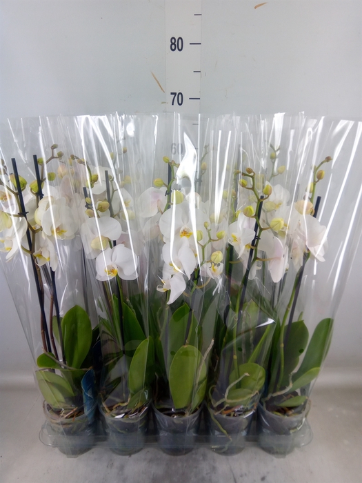 <h4>Phalaenopsis   ...</h4>
