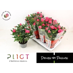 RO PIN ROSAN KORD GR