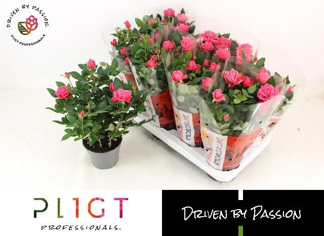 <h4>RO PIN ROSAN KORD GR</h4>