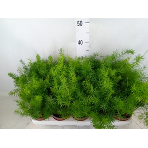 Asparagus dens. 'Sprengeri'
