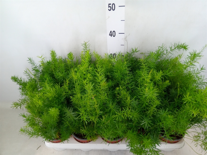 <h4>Asparagus dens. 'Sprengeri'</h4>