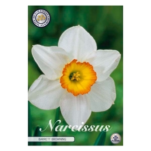 Narcissus Trumpet Barrett Browning x 5 14/16