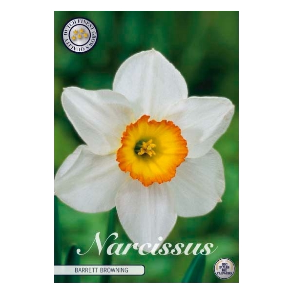 <h4>Narcissus Trumpet Barrett Browning x 5 14/16</h4>