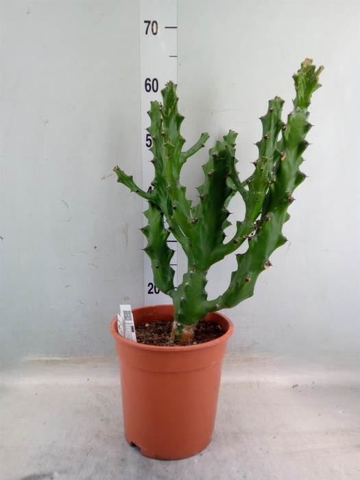 <h4>Euphorbia   ...</h4>