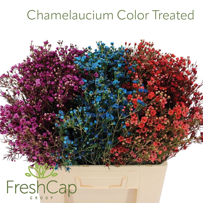 <h4>Chame Color Treated</h4>