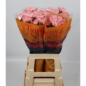 DI ST PINK MONTEZUMA