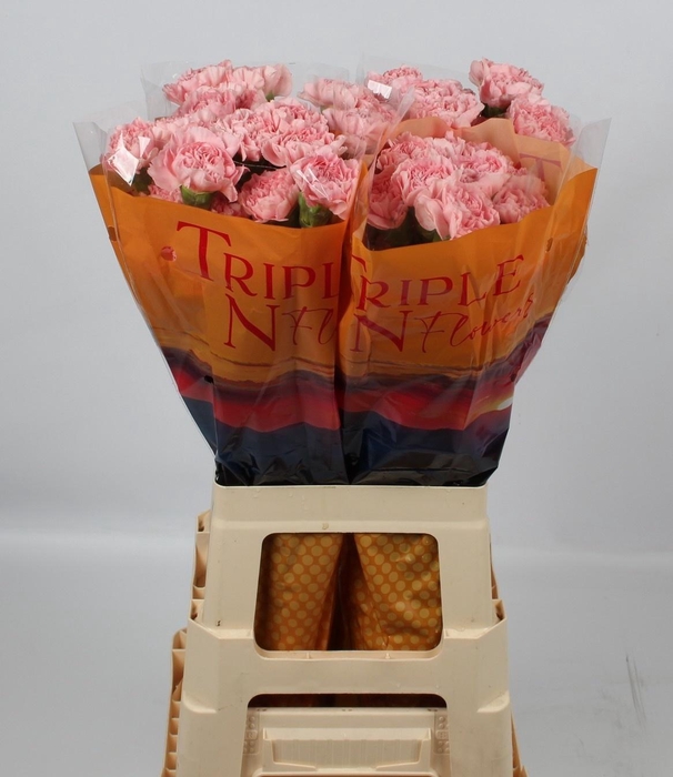 <h4>DI ST PINK MONTEZUMA</h4>