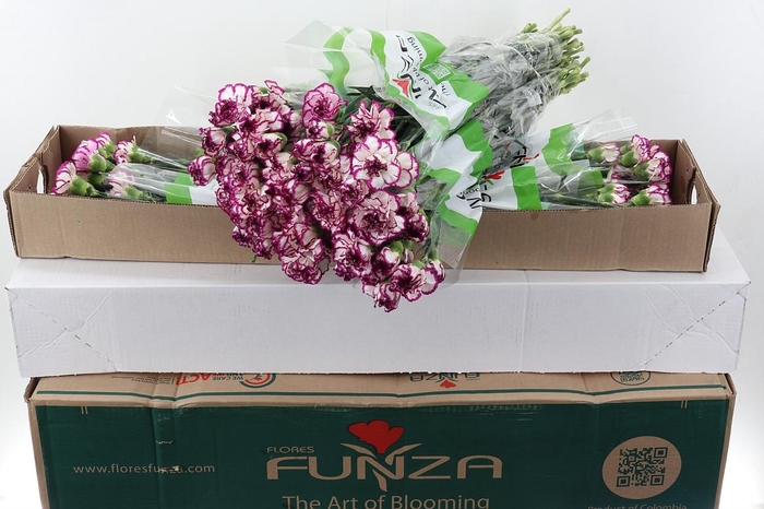 <h4>Di St Kino Box</h4>