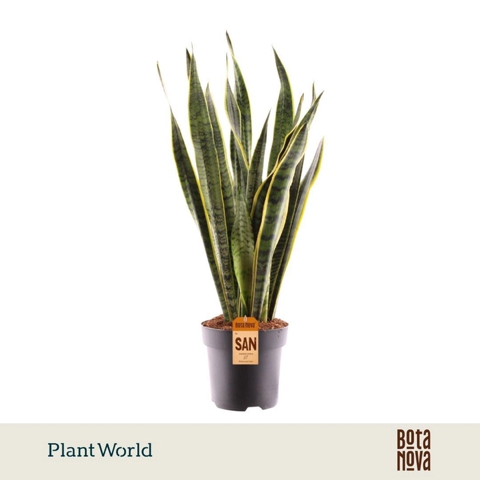 <h4>Sansevieria Laurentii</h4>