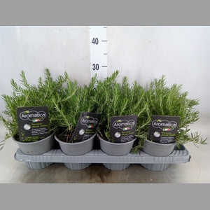Rosmarinus officinalis 'Prostratus'