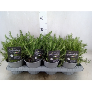 Rosmarinus officinalis 'Prostratus'