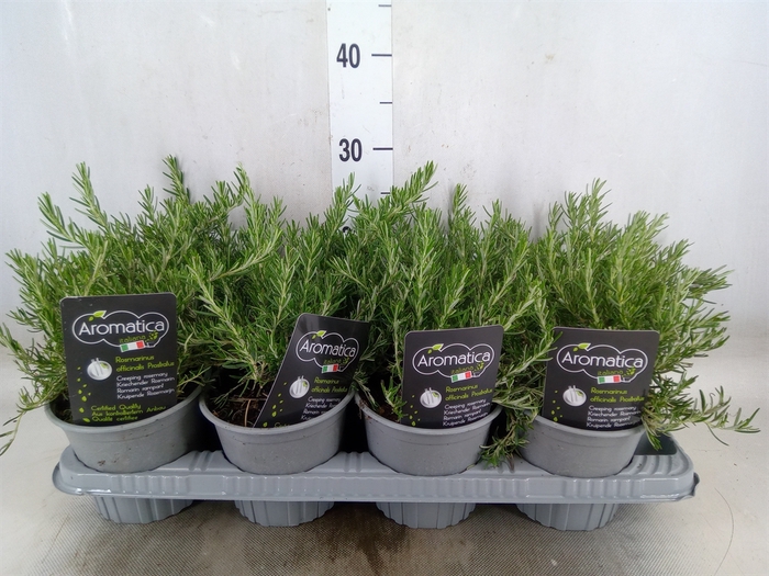 <h4>Rosmarinus officinalis 'Prostratus'</h4>