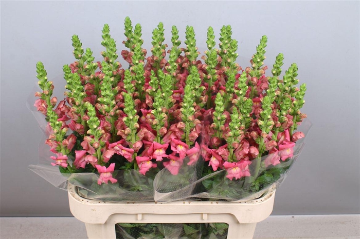 <h4>Antir Avignon C Rose</h4>
