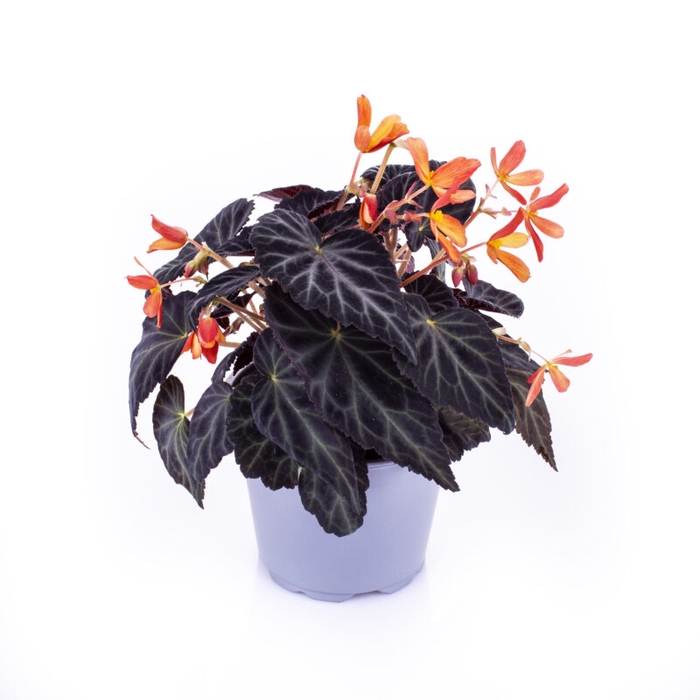 <h4>BEGONIA BOLIVIENSIS P12</h4>