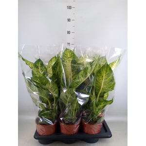 Dieffenbachia  'Mars'