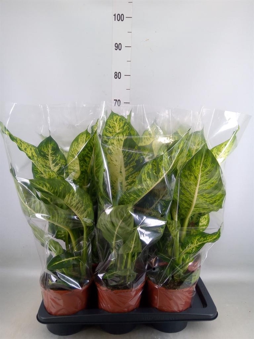 <h4>Dieffenbachia  'Mars'</h4>