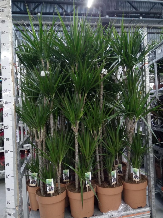 <h4>Dracaena marg.</h4>