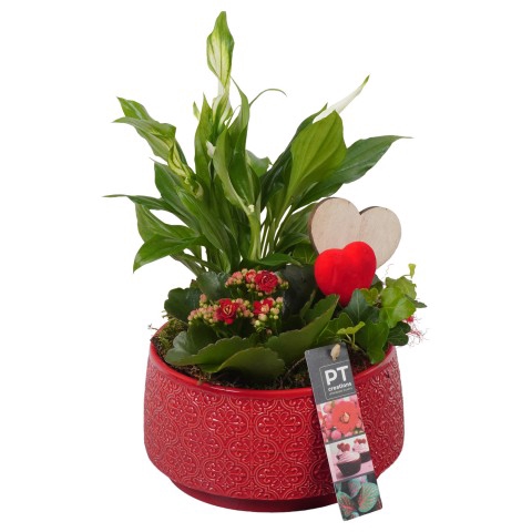 <h4>PTVMB4709 Arrangementen kamerplanten</h4>