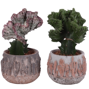 Cactus mix Euphorbia l. Ø12cm in Ø16cm in Tacana Ceramic Pot