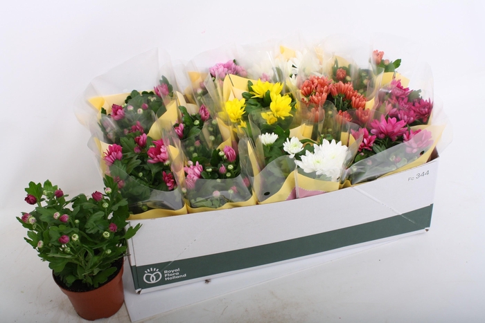 <h4>CHRYS GEM 7 KL</h4>