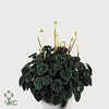 .Peperomia caperata lilian