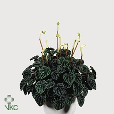 .Peperomia caperata lilian