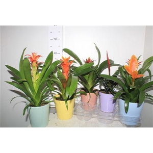 Bromelia Gem In Deco Keramiek Pot