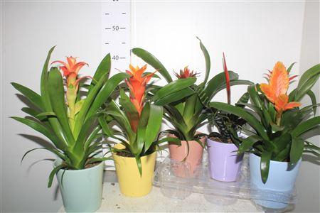<h4>Bromelia Gem In Deco Keramiek Pot</h4>