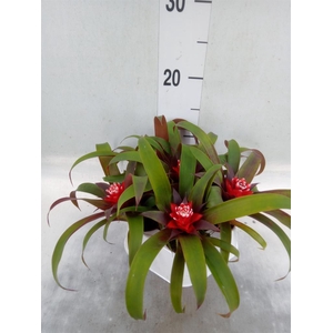 Guzmania  'Hope'
