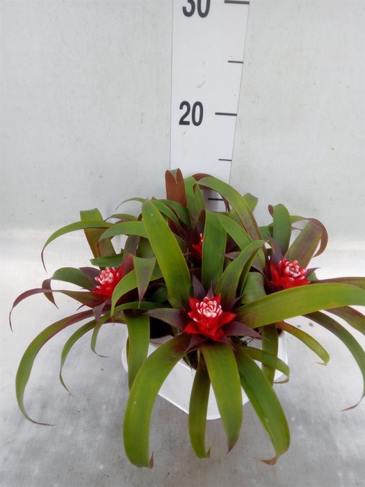 <h4>Guzmania  'Hope'</h4>