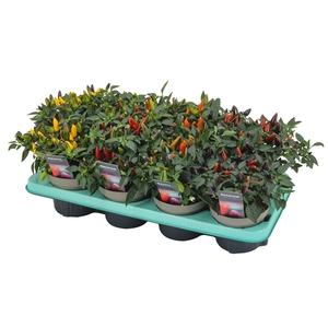 Capscium Annuum Torero Mixtray