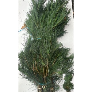 Pinus Strobus Bs
