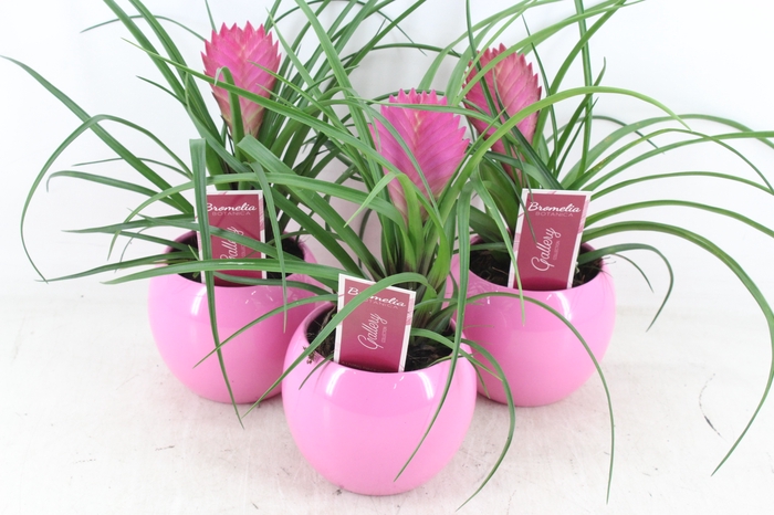 <h4>arr3 ZS - Till. anita bolpot roze</h4>