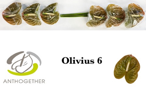 <h4>Anthurium Olivius</h4>