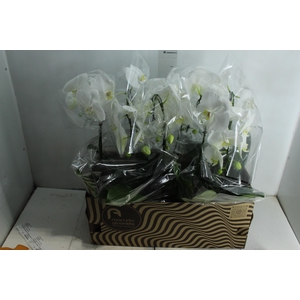 PHALAENOPSIS CASCATA P15 BRANCO MIN 8 FLS
