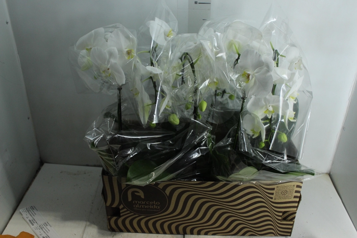 <h4>PHALAENOPSIS CASCATA P15 BRANCO MIN 8 FLS</h4>