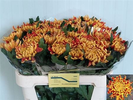 <h4>CHR G FUEGO</h4>