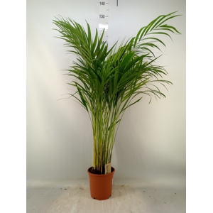 Dypsis lutescens   ...Chrysalidoca