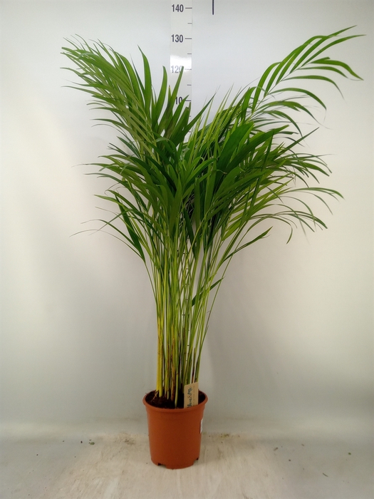 <h4>Dypsis lutescens   ...Chrysalidoca</h4>