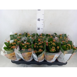 Kalanchoe blos. 'RosDon Justino'