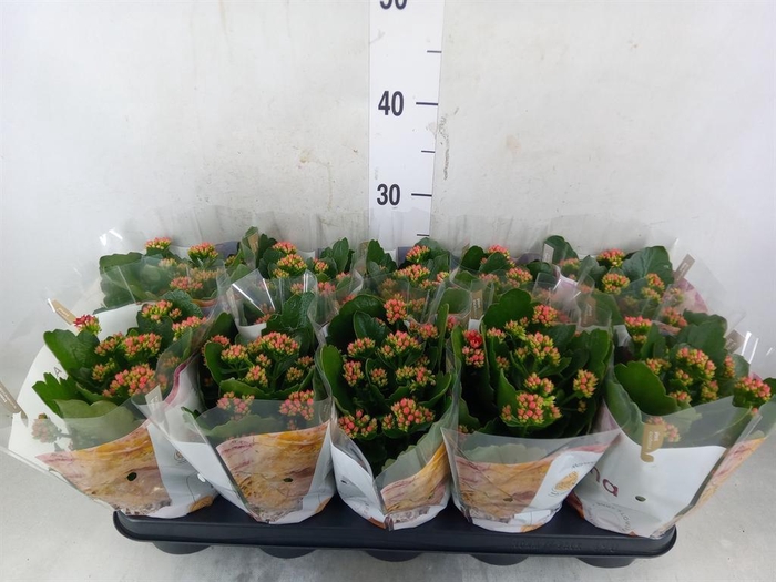 <h4>Kalanchoe blos. 'RosDon Justino'</h4>