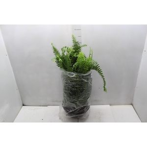 SAMAMBAIA AMERICANA C25