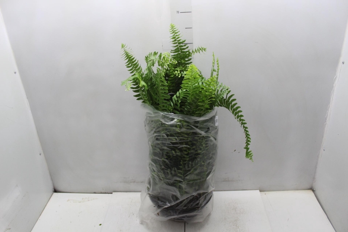 <h4>SAMAMBAIA AMERICANA C25</h4>