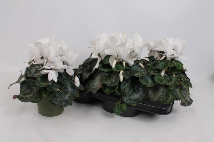 <h4>CYCL GR SUP MAMMOTH</h4>