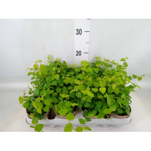 Ficus pumila 'Sunny Green'