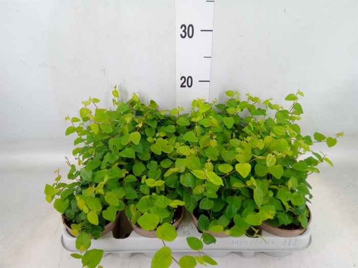<h4>Ficus pumila 'Sunny Green'</h4>