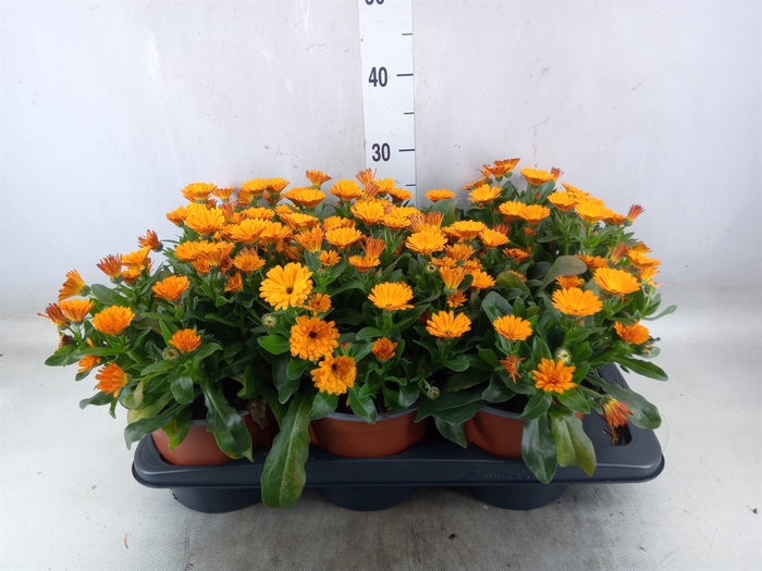 <h4>Calendula offic.</h4>