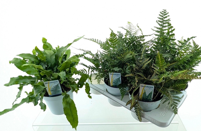 <h4>Buitenvarens Mix</h4>