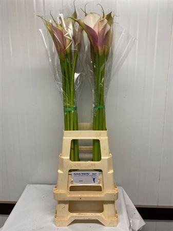 <h4>Zant Aethiopica Rose</h4>